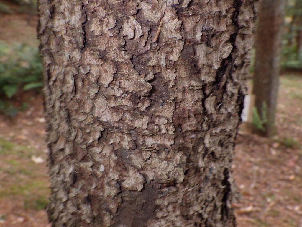エゾマツの樹皮