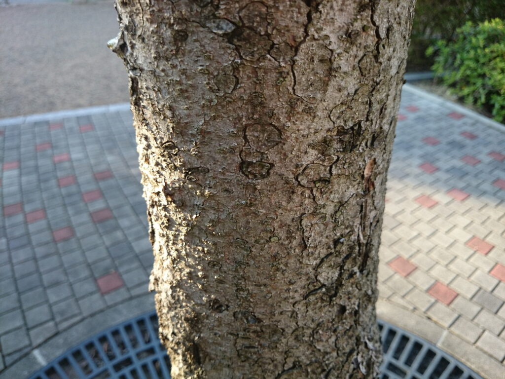 ドイツトウヒの樹皮