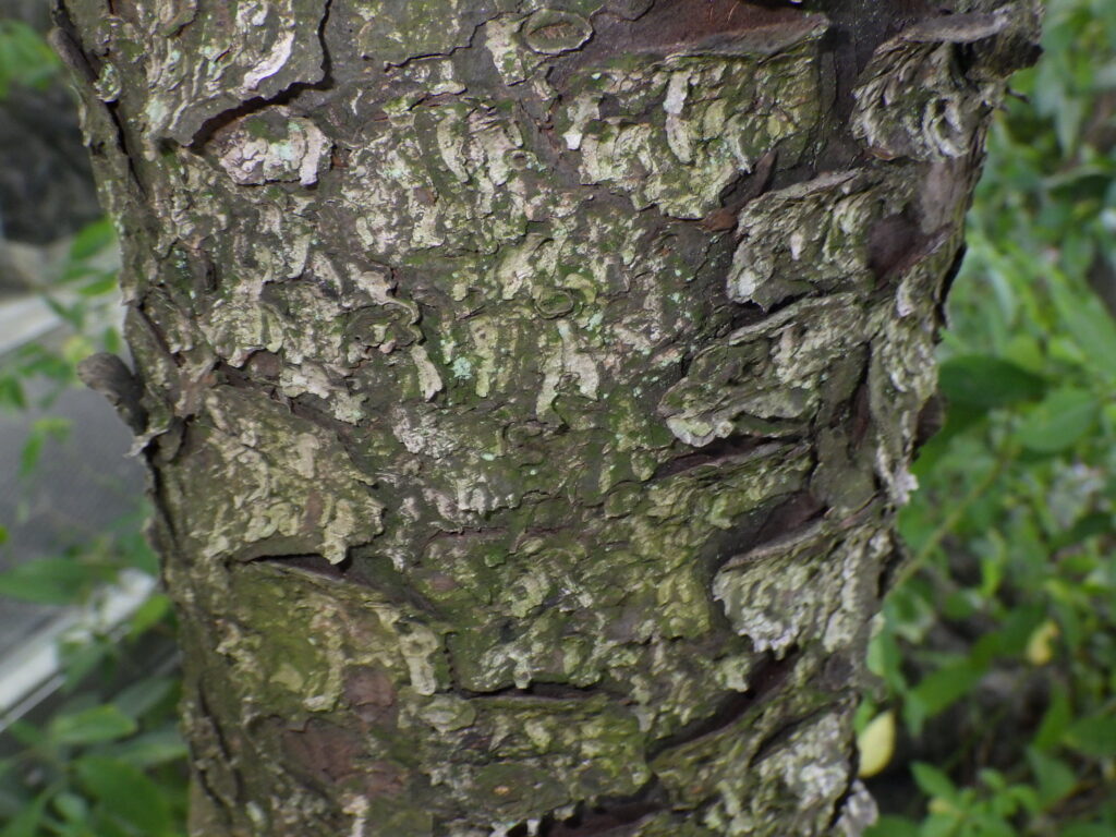 アカエゾマツの樹皮