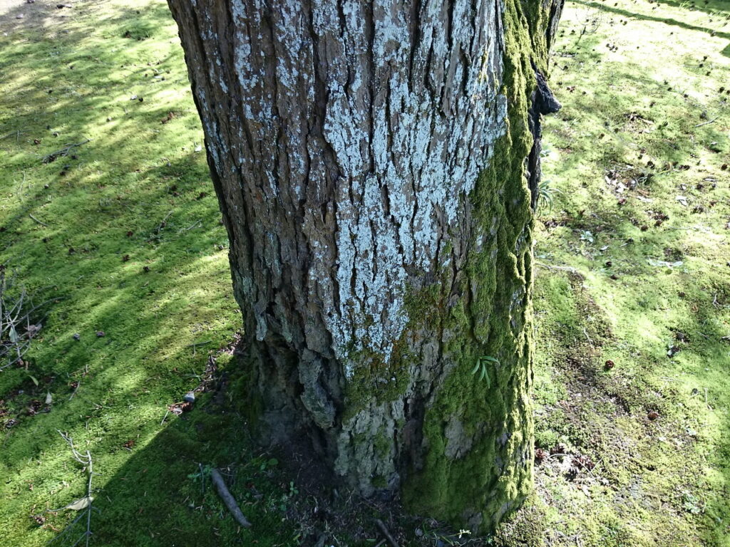 ツガの樹皮