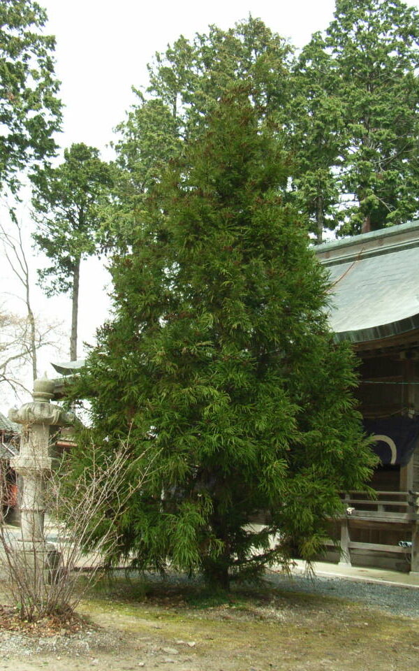 Japanese cedar tree shape