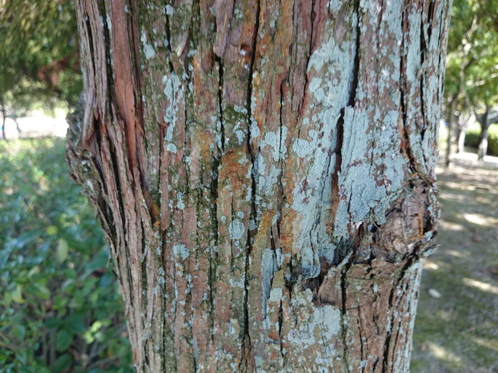 Japanese cedar bark