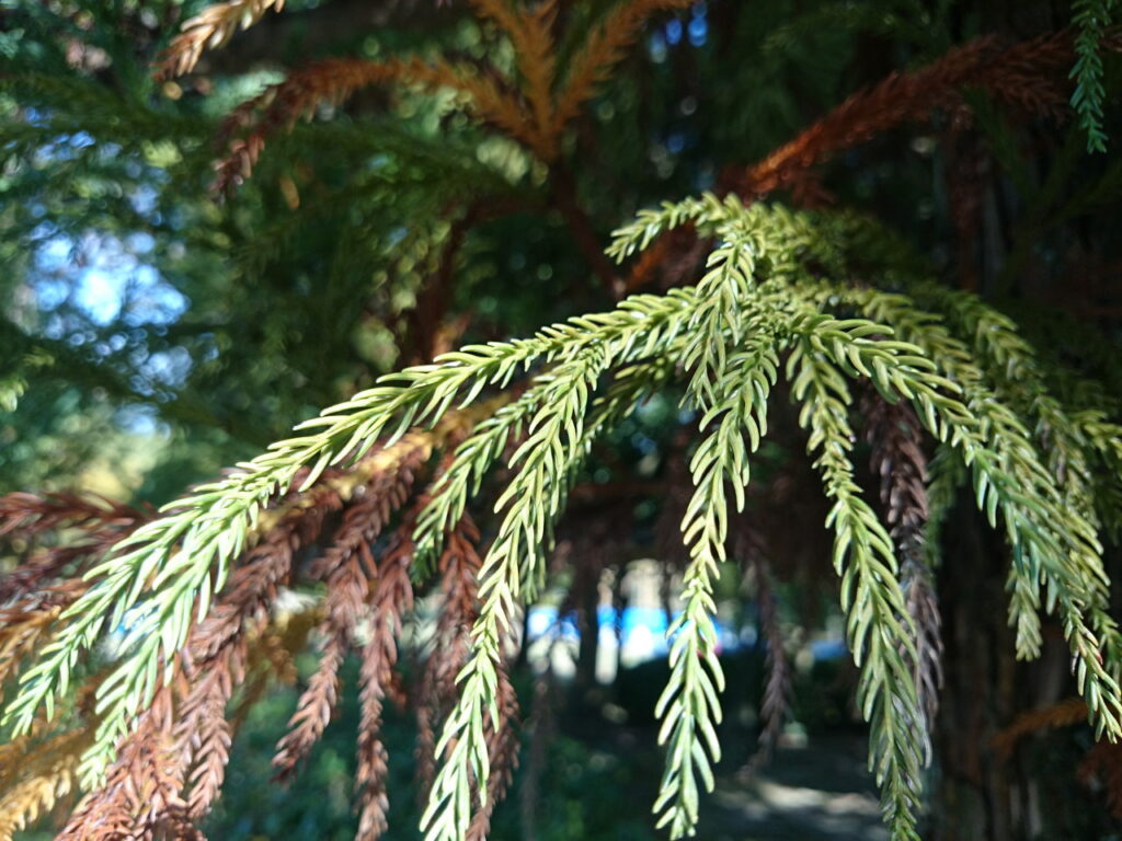 Cedar leaves