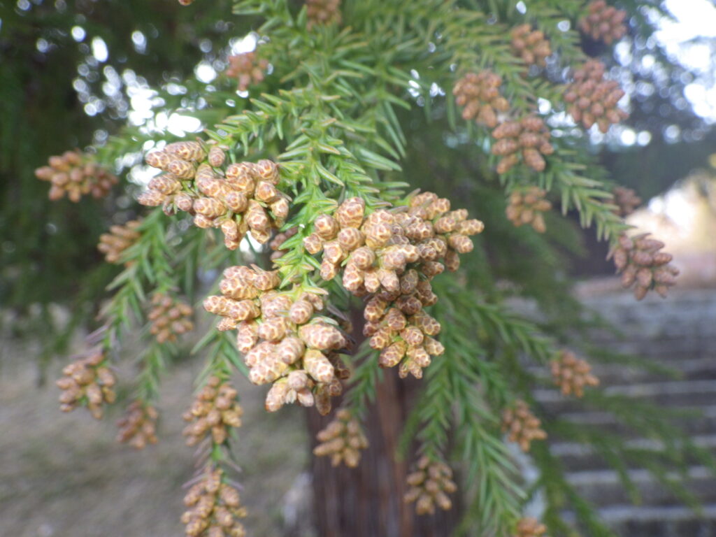 Japanese cedar male flowers