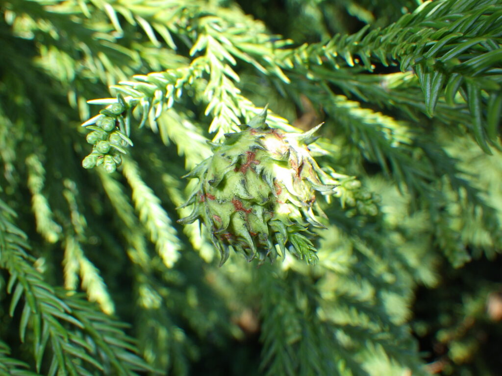 Female flowers of Japanese cedar