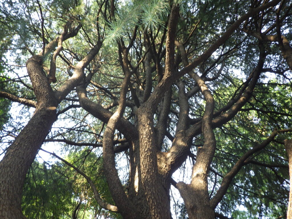 レバノンスギの樹形