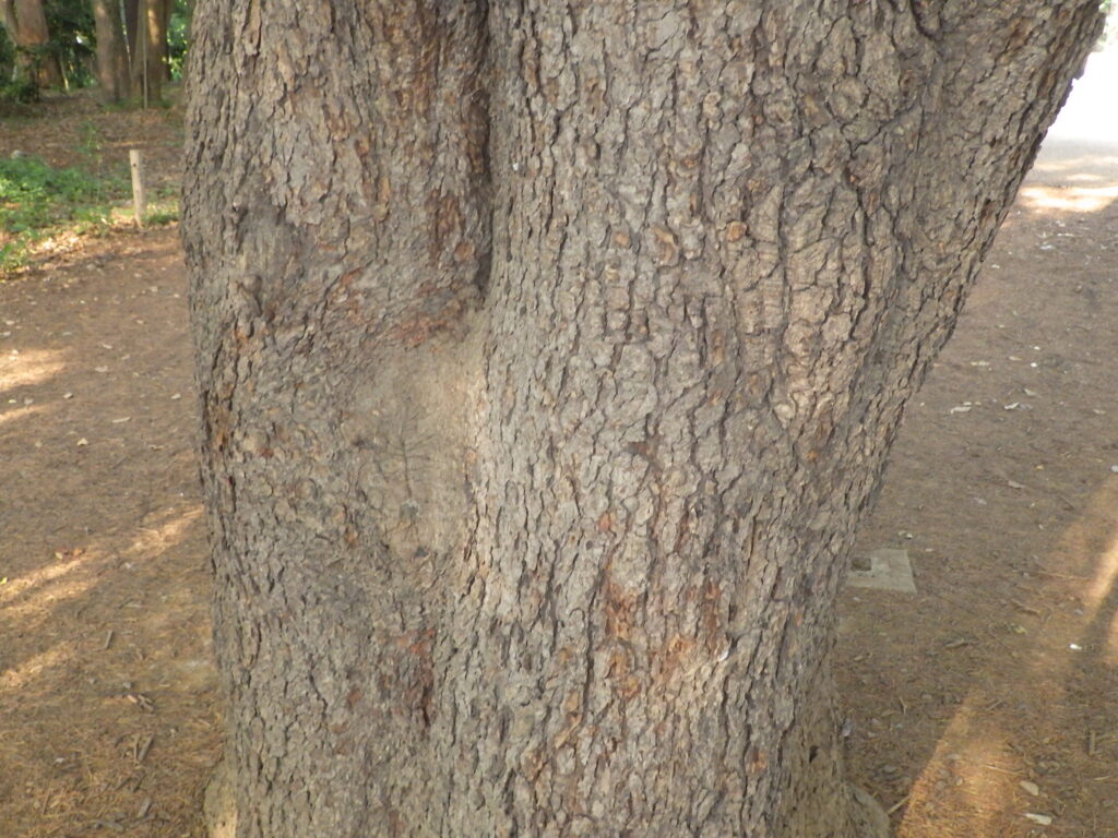 レバノンスギの樹皮