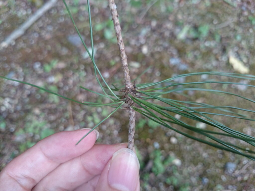 アカマツの葉序
