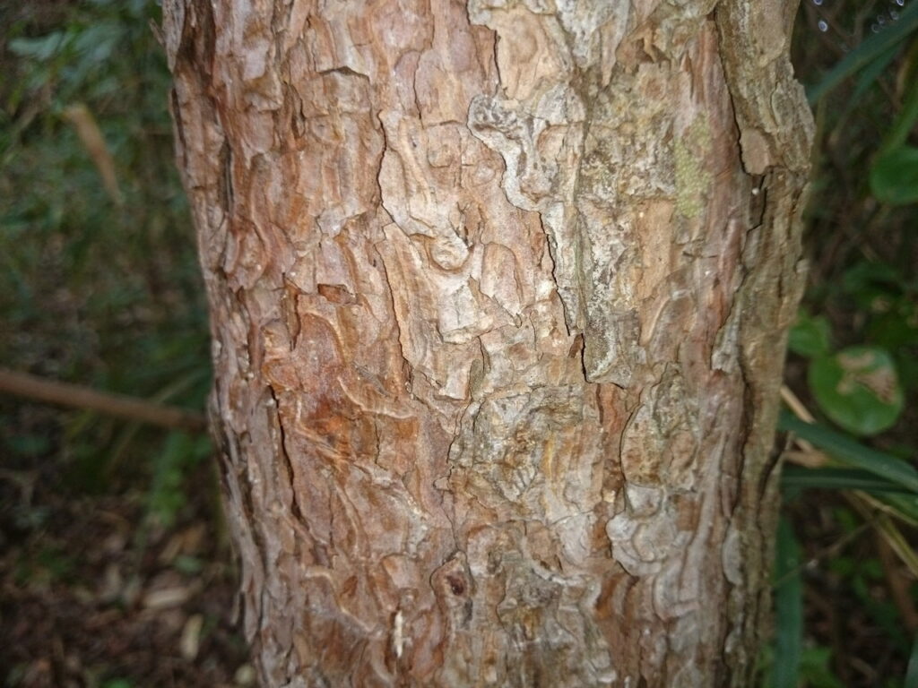 アカマツの樹皮