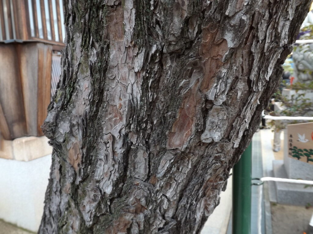 クロマツの樹皮