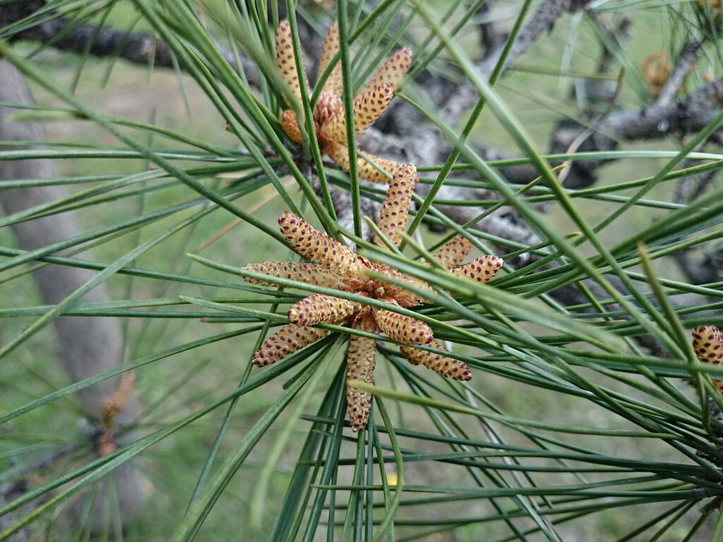 クロマツの雄花