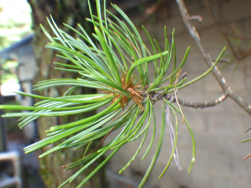 ヒメコマツの葉