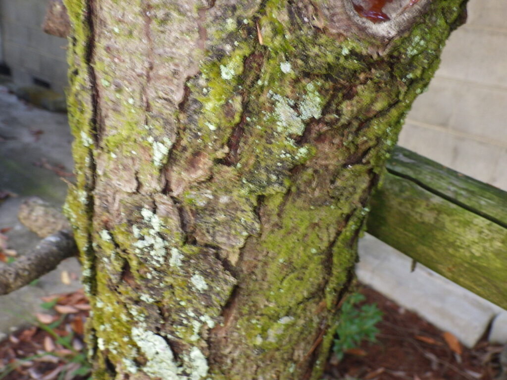 ヒメコマツの樹皮
