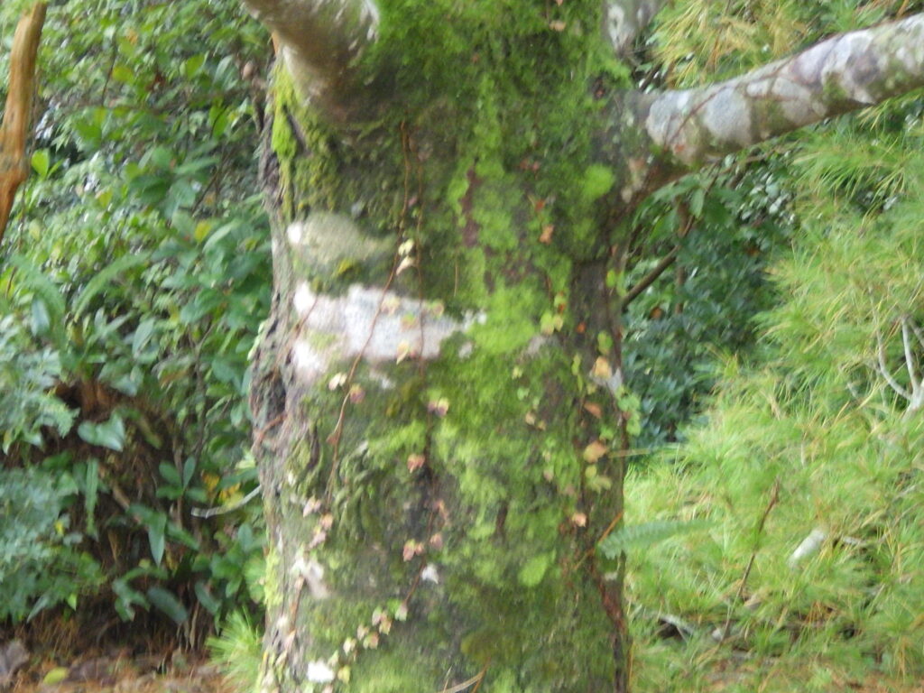 ヤクタネゴヨウの樹皮