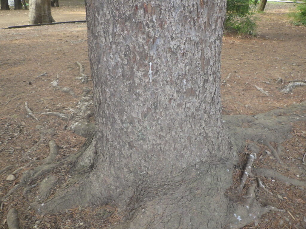 マケドニアマツの樹皮