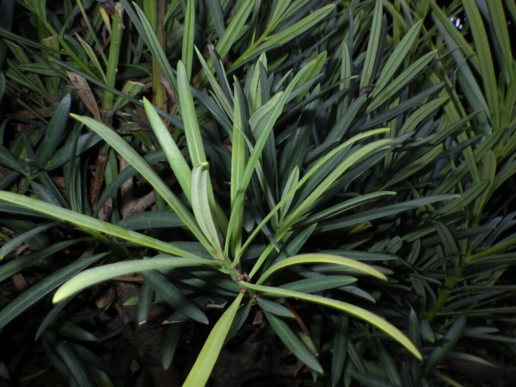 ラカンマキの葉