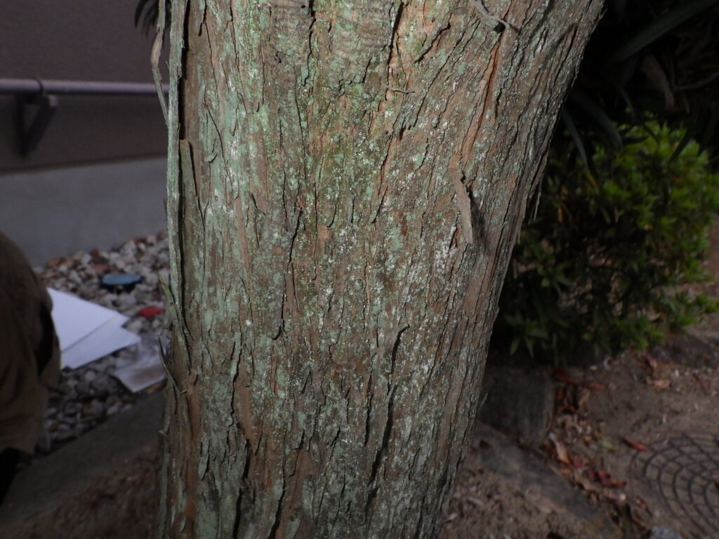 ラカンマキの樹皮