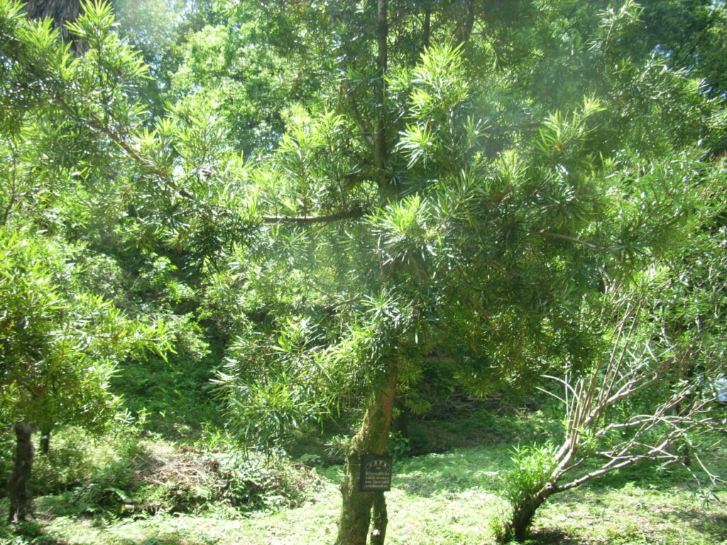 イヌマキの樹形