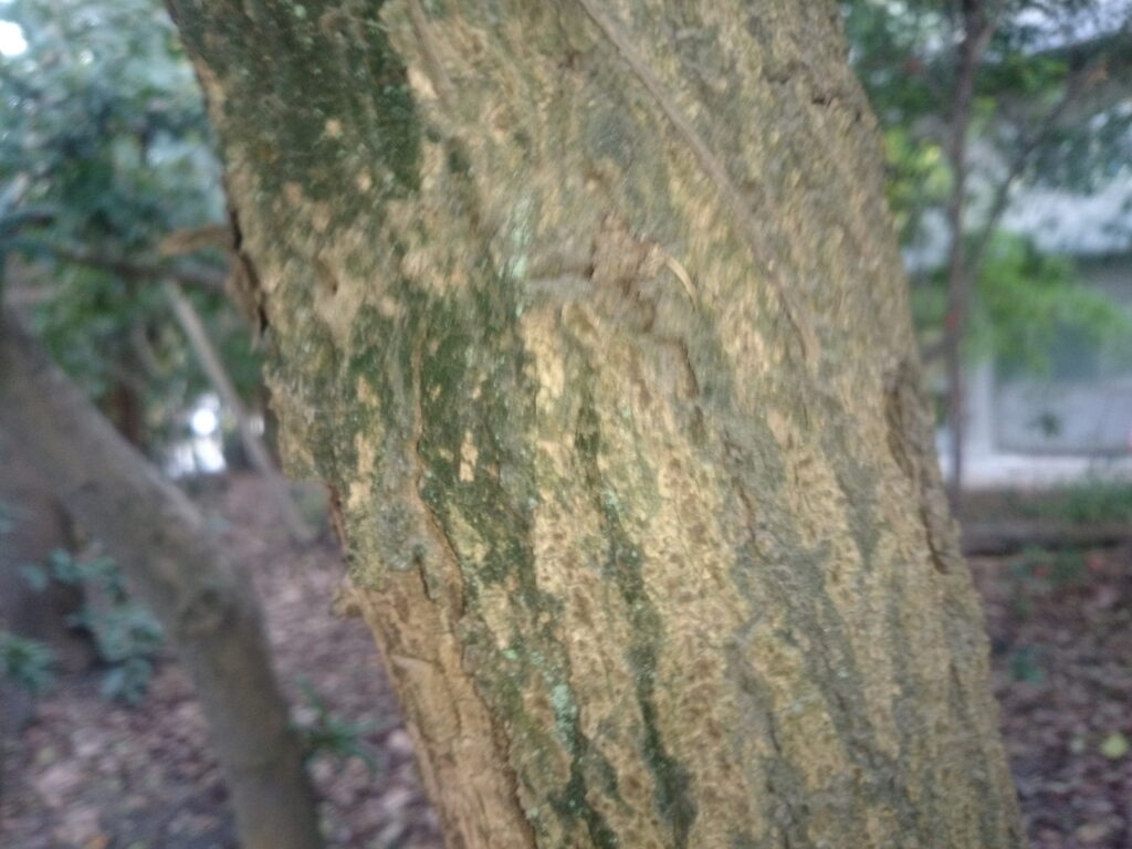 イヌマキの樹皮