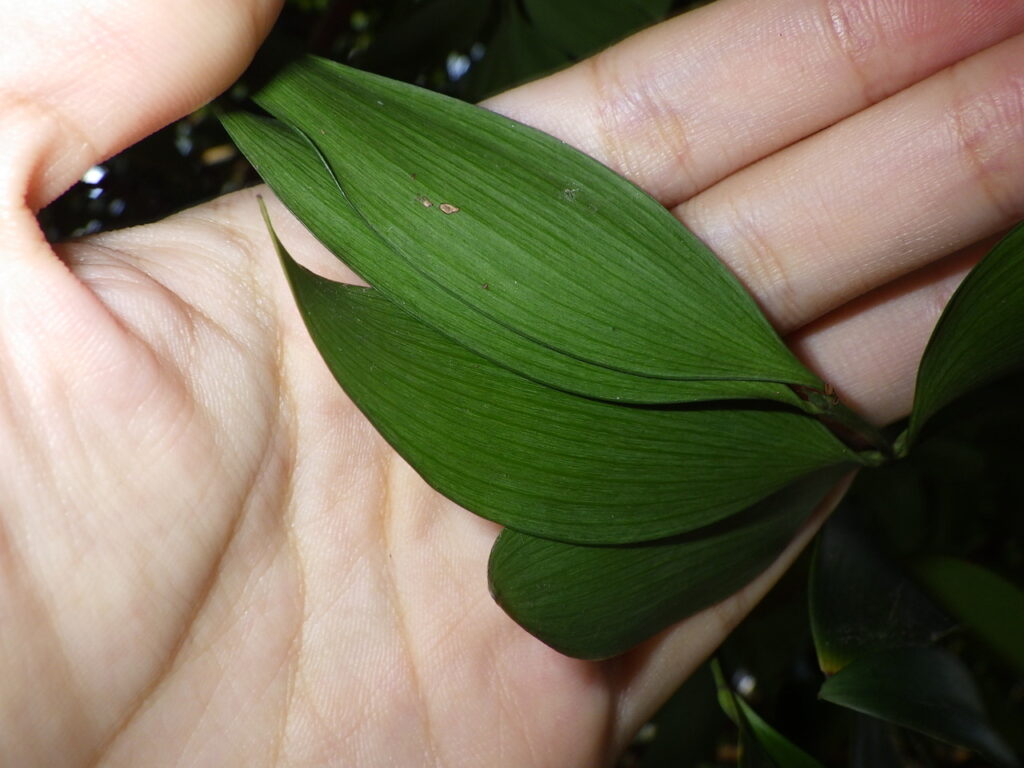 ナギの葉下面
