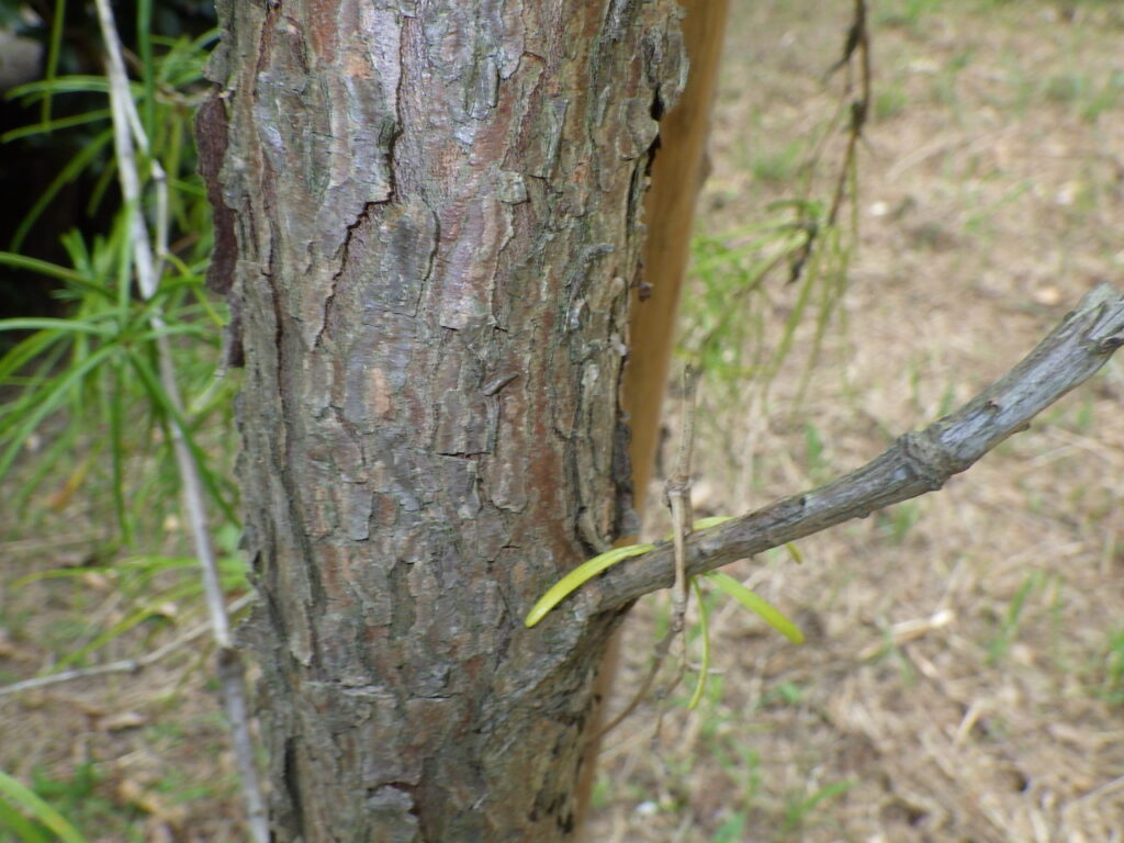 コウヤマキの樹皮