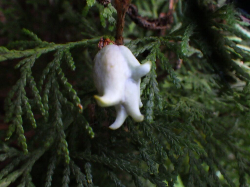 Unripe fruit of Thuja orientalis