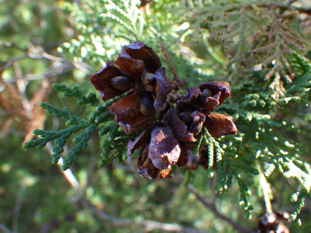Fruit of Thuja orientalis
