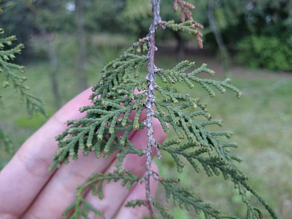 Upper surface of a Thuja orientalis leaf