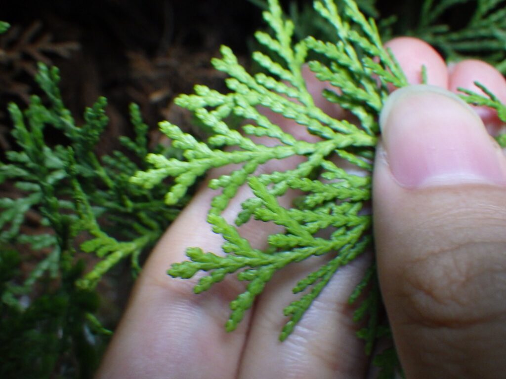Underside of a Thuja orientalis leaf
