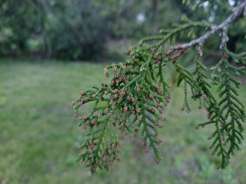 Male flowers of Thuja orientalis