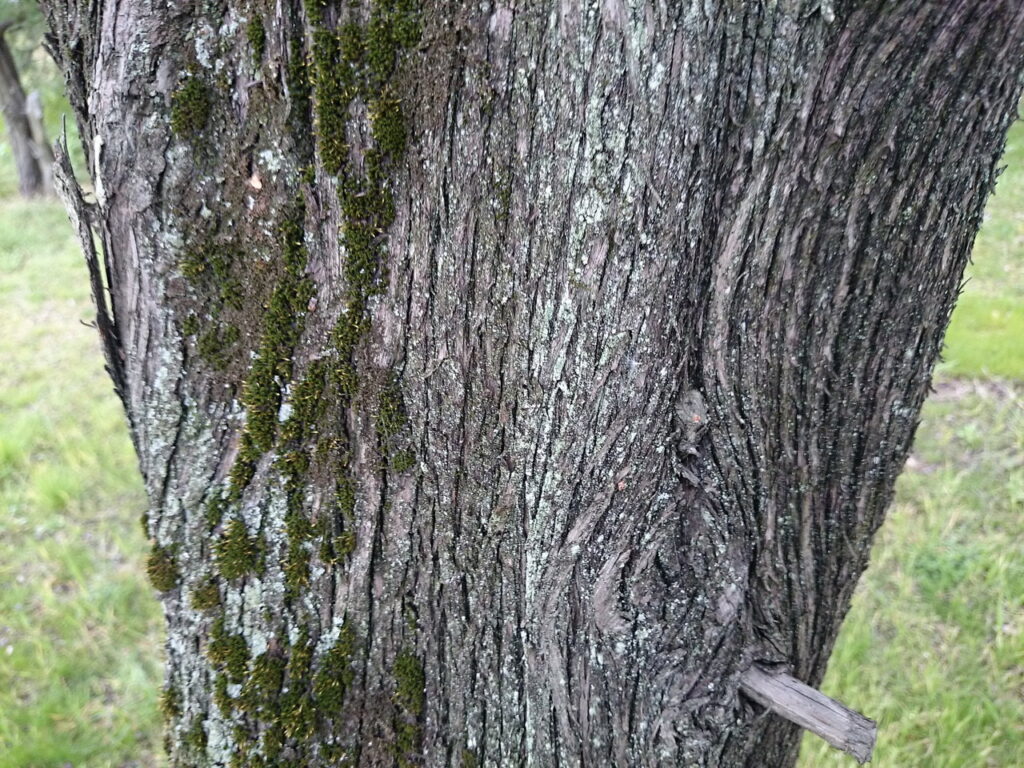 コノテガシワの樹皮