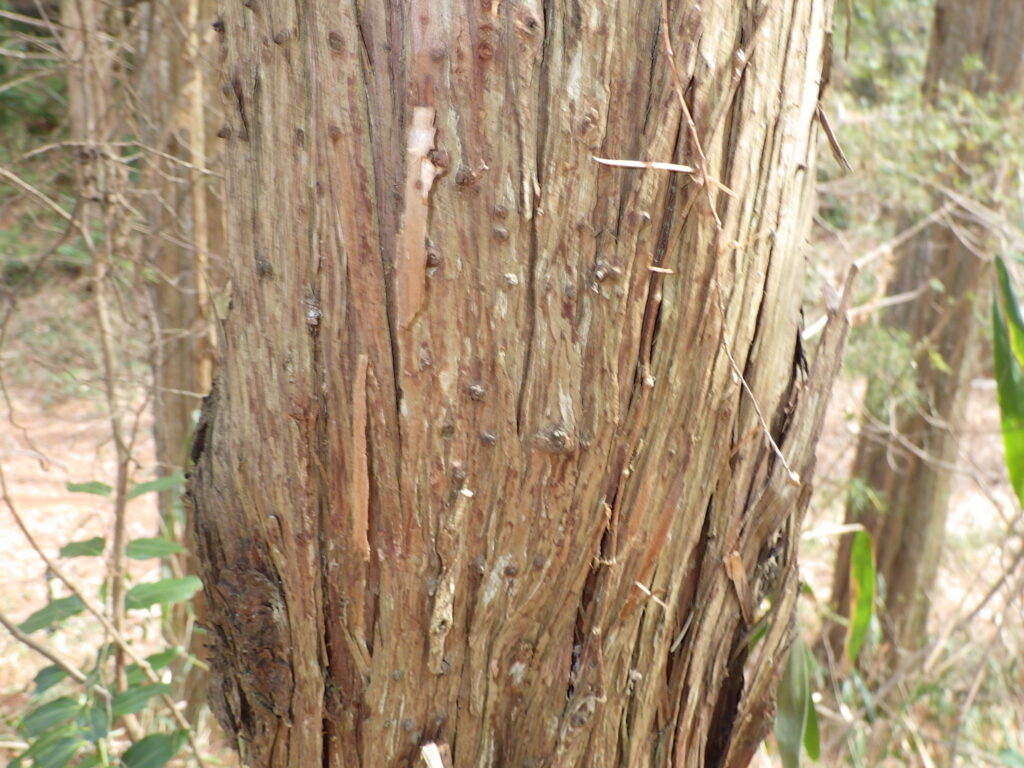 ショウナンボクの樹皮