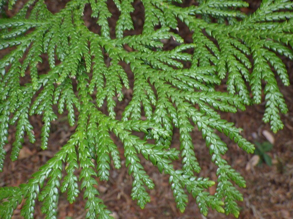 Upper surface of a Thujopsis dolabrata leaf