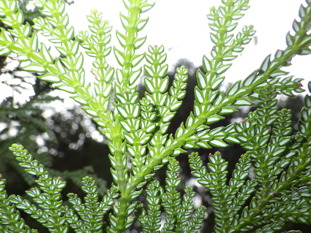 Underside of a Thujopsis dolabrata leaf