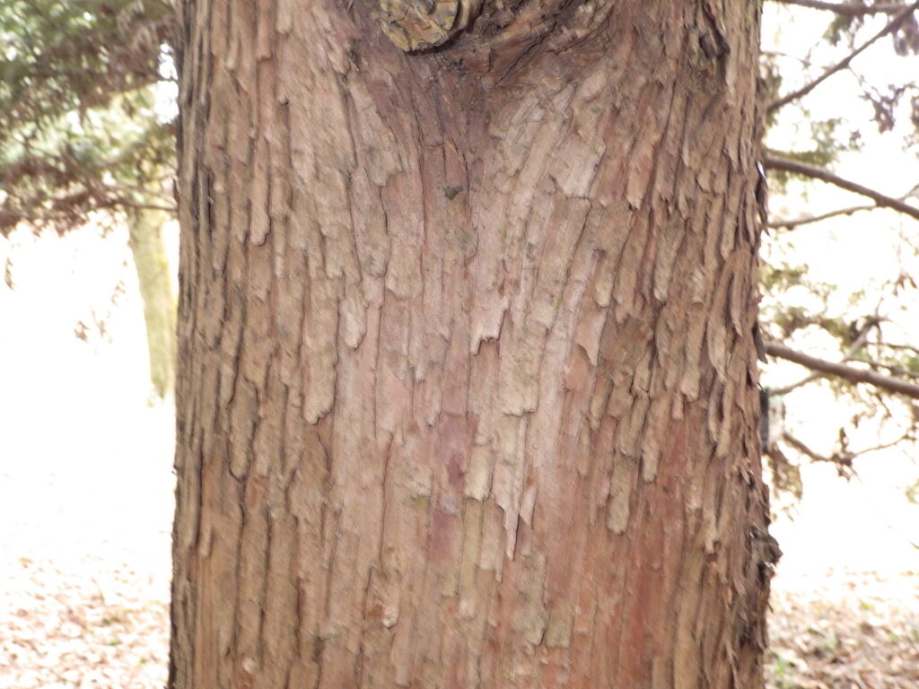 アスナロの樹皮