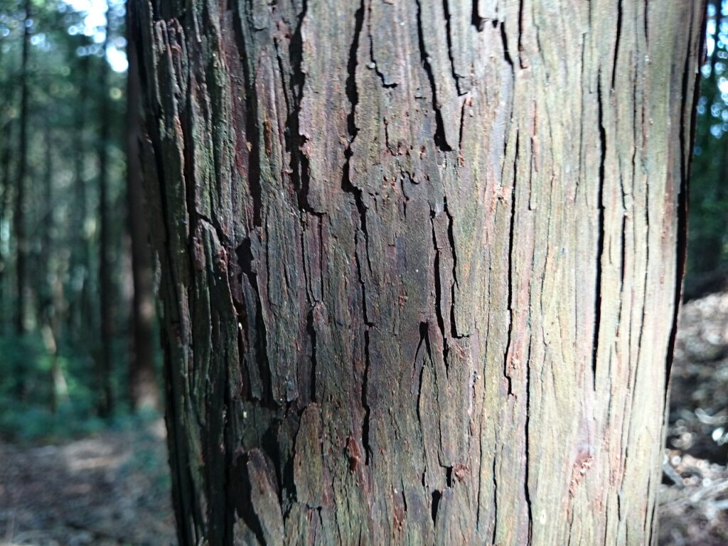 cypress bark