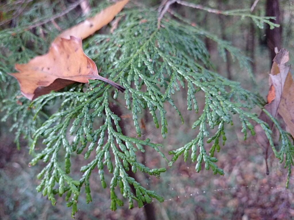 Upper surface of cypress leaves
