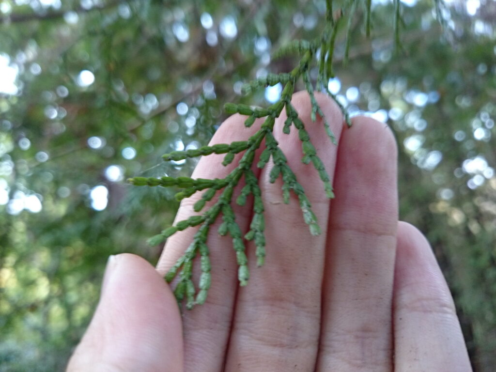 Underside of cypress leaves