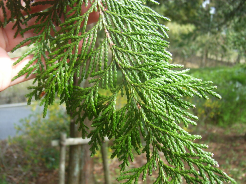 Upper surface of a Sawara cypress leaf