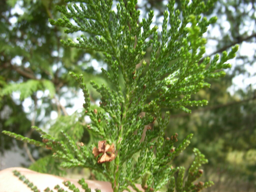 Underside of a Sawara cypress leaf