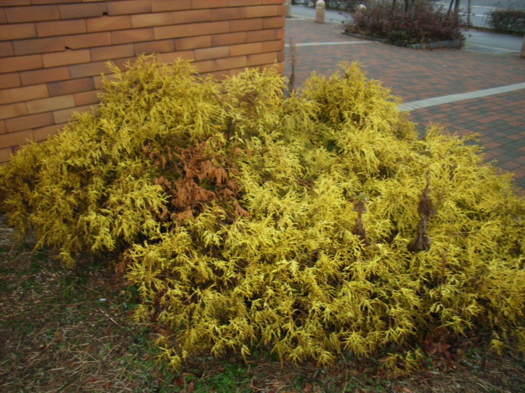 Tree shape of Thuja orientalis