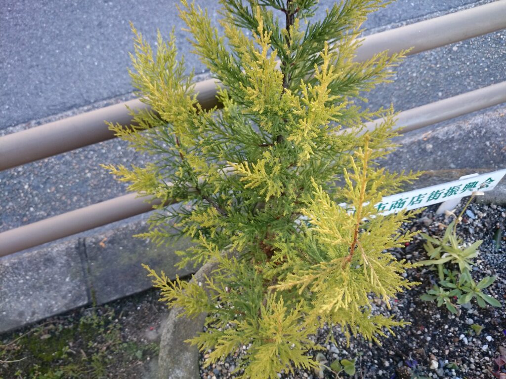 Small Monterey cypress (Goldcrest) tree