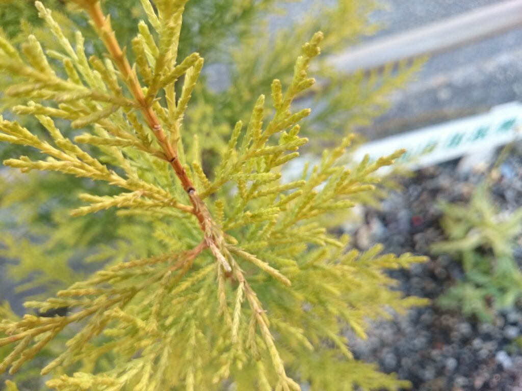 Monterey cypress (Goldcrest) leaves