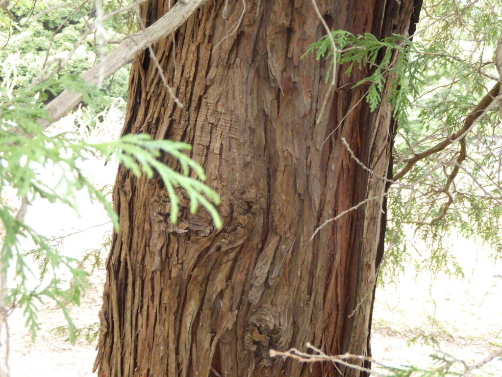 Japanese cypress bark