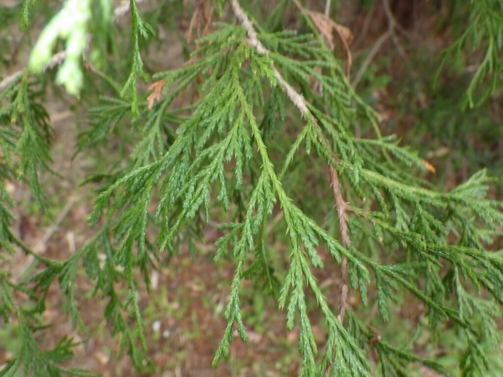 Upper surface of the leaves of Thuja orientalis
