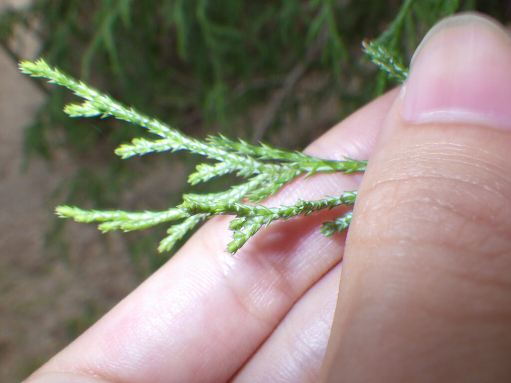 Underside of a leaf of Japanese cypress (Thuja standishii)