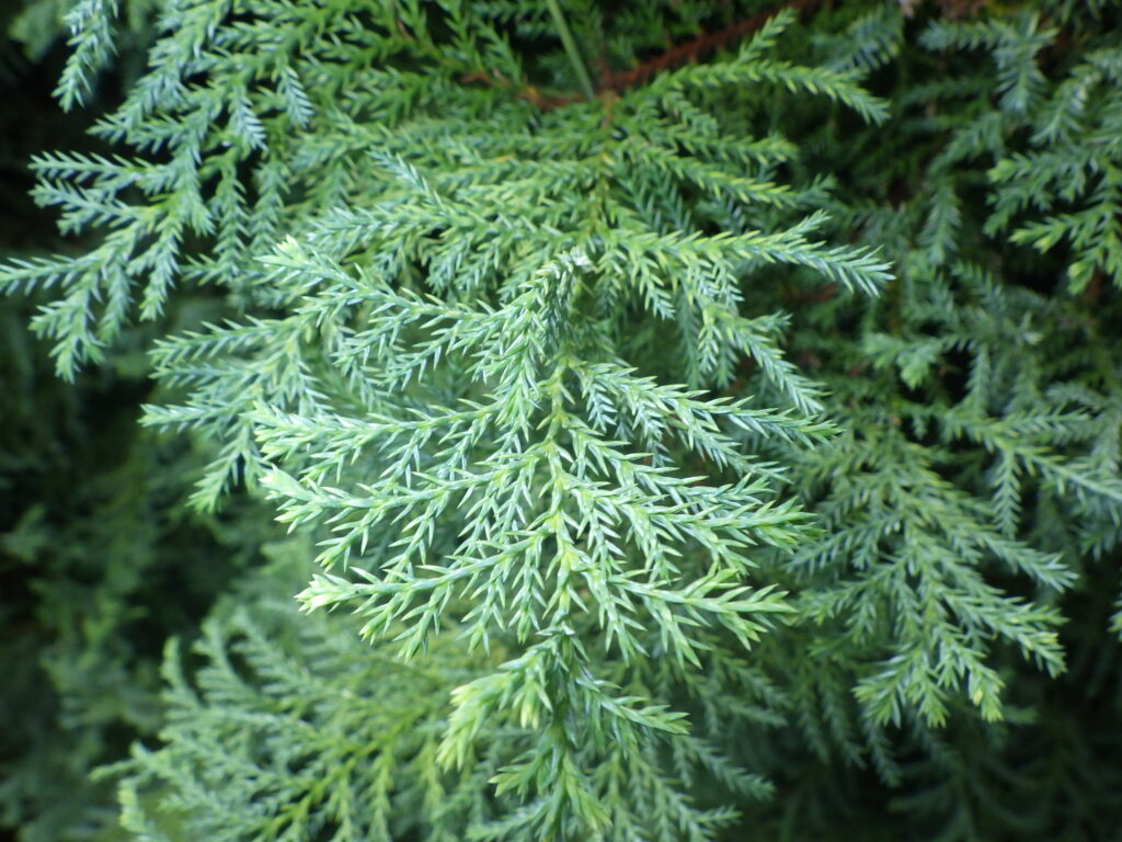 Upper surface of the leaves of Thuja orientalis
