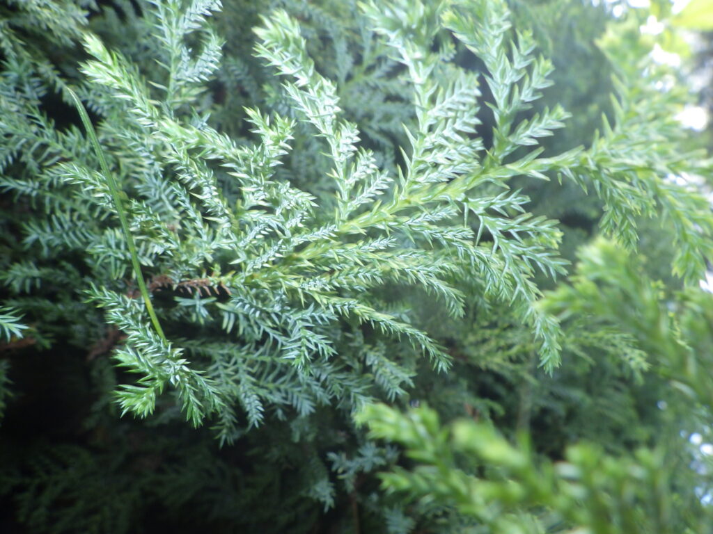 Underside of the leaves of *Thuja orientalis*