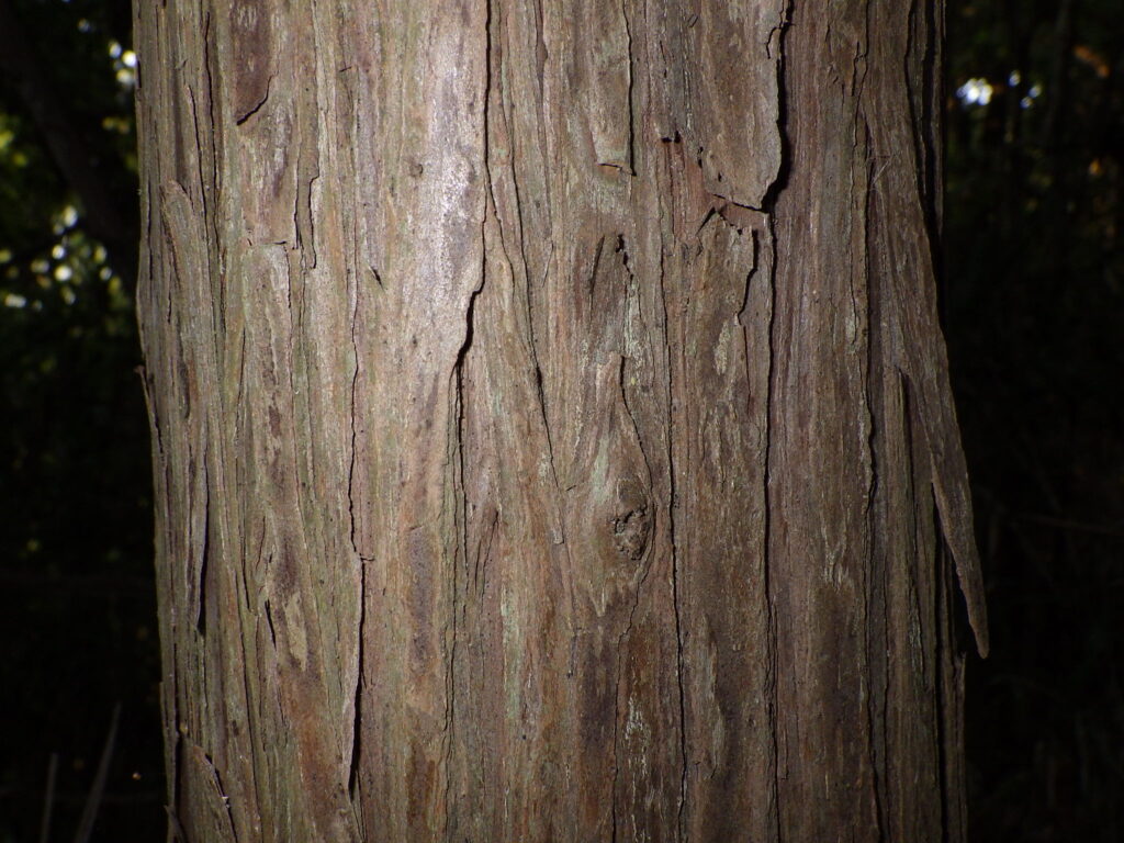 Bark of the Japanese juniper