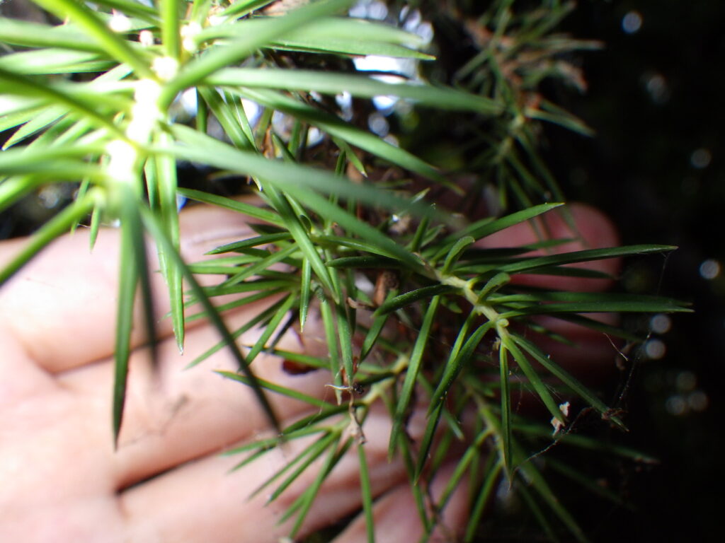 leaves of the Japanese juniper